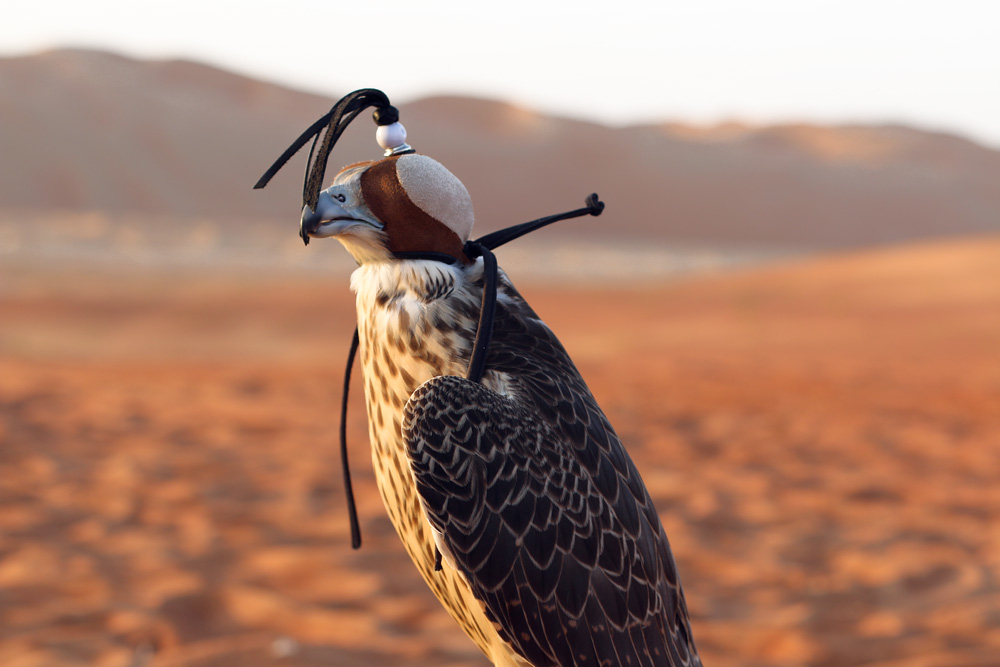 falke häubchen falkenhospital abu dhabi dubai haustier