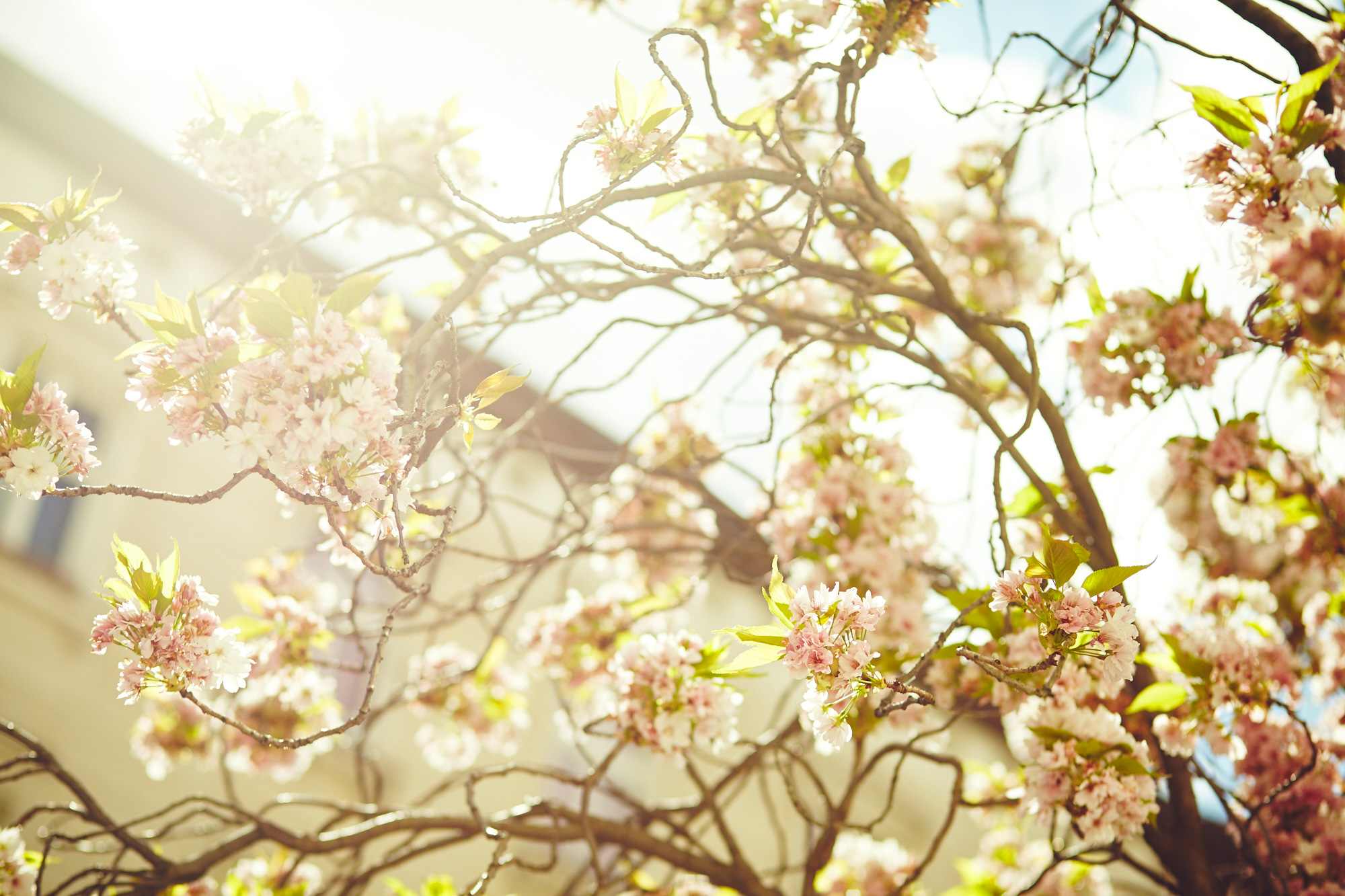 outfit-summer-short-casual-6