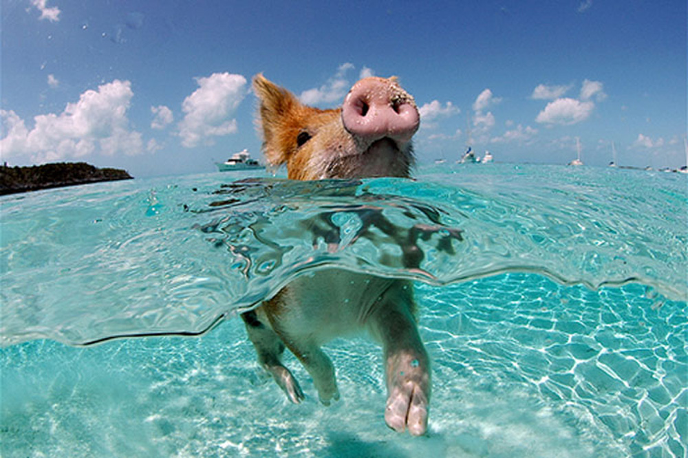 swimming_pigs_02