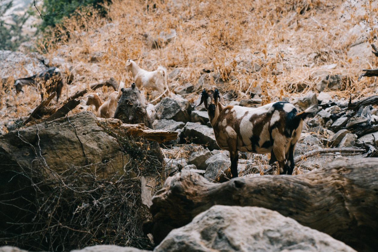 Cyprus road trip, Turkey. Avakas Gorge, canyon goats